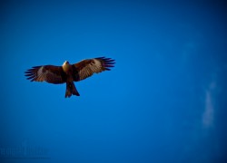 f/1.2, 1/5000 sec, at 85mm, 100 ISO, on a Canon EOS 5D Mark II
