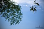 Philippines and Back + June's Wallpaper.
