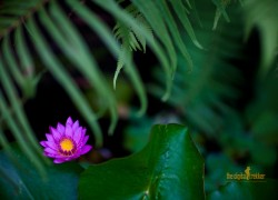 f/1.2, 1/400 sec, at 85mm, 100 ISO, on a Canon EOS 5D Mark II