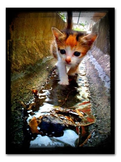Kitty by iPhone Kitty by iPhone