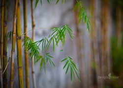 f/1.2, 1/100 sec, at 85mm, 100 ISO, on a Canon EOS 5D Mark II