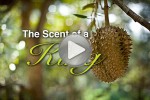Multimedia: Durian, The Scent of a King