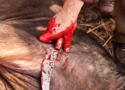 A Water Buffalo sacraficed during Eid al-Adha in Kashmir, India 2006.